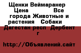 Щенки Веймаранер › Цена ­ 40 000 - Все города Животные и растения » Собаки   . Дагестан респ.,Дербент г.